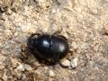 Geotrupes spiniger
